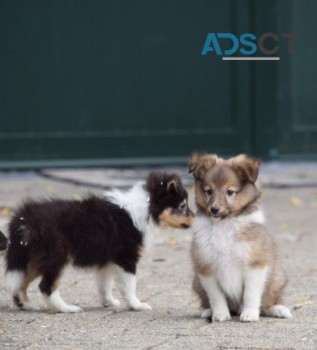 Excellent Shetland Sheepdog Puppies for 