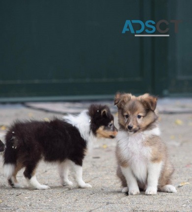 Excellent Shetland Sheepdog Puppies for 