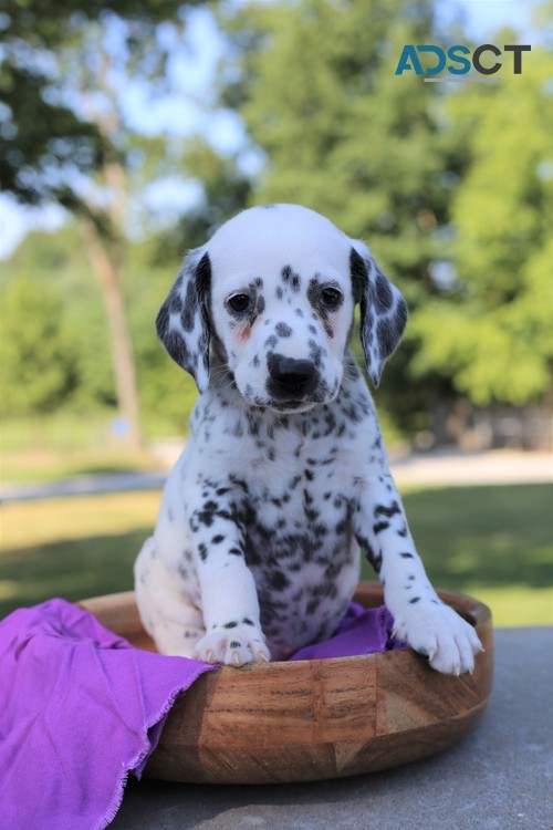 Playful Dalmatian Puppies for Sale