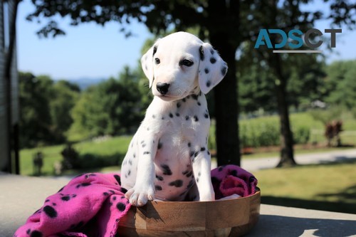 Nice Dalmatian Puppies for Sale