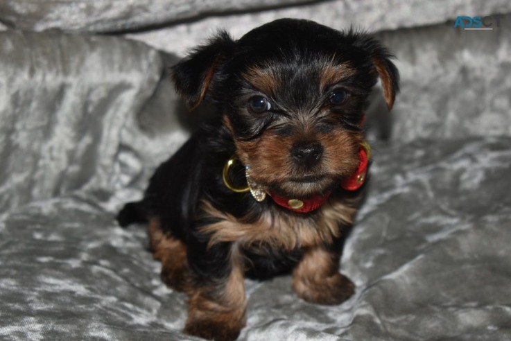 Cute  Yorkshire Terrier Puppies  for sal