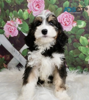 Gorgeous Bernedoodle Puppies for Sale