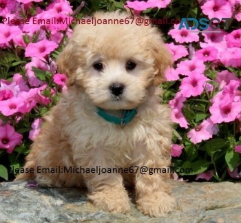 Maltipoo puppies for sale
