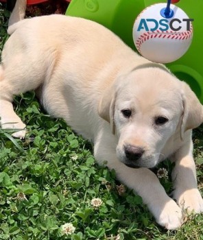Labrador Retriever puppies for  sale