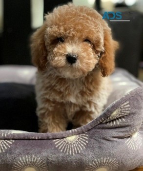 toy poodle puppies for sale