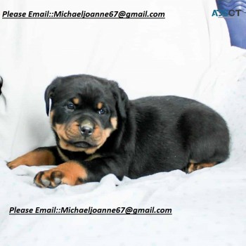 Rottweiler puppies for sale