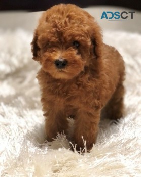 toy poodle puppies for sale             