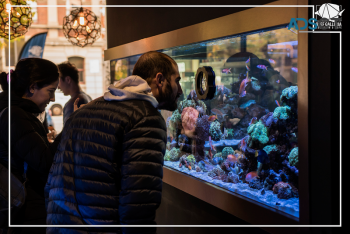 Australia’s first boutique aquarium cafe. Specializing in tropical saltwater aquariums. 