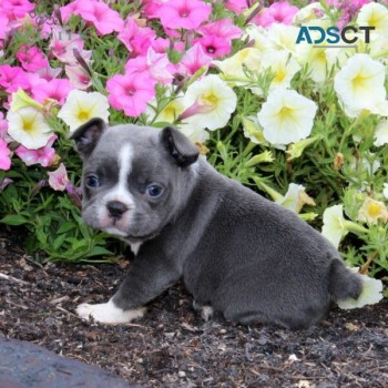 French bulldog  puppies for  sale