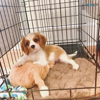 Cavalier King Charles Spaniel Pups