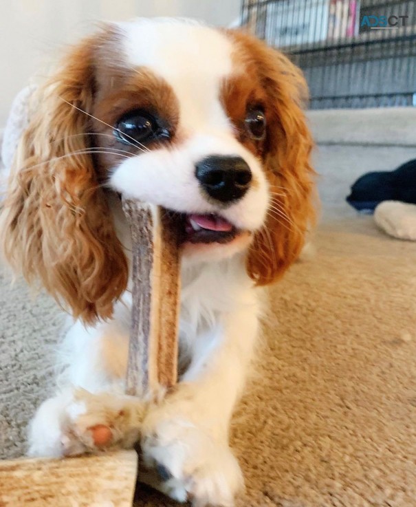 Cavalier King Charles Spaniel Pups