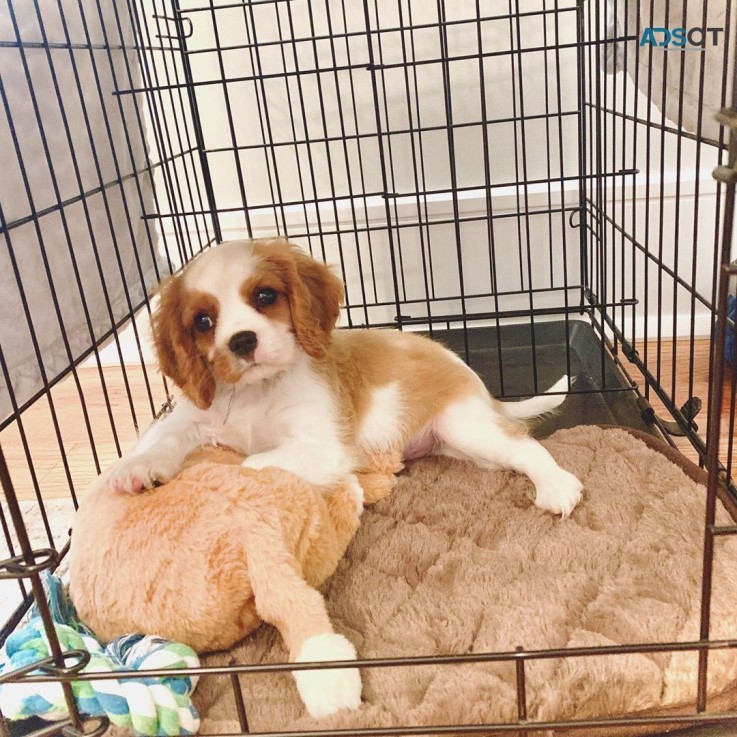 Cavalier King Charles Spaniel Pups