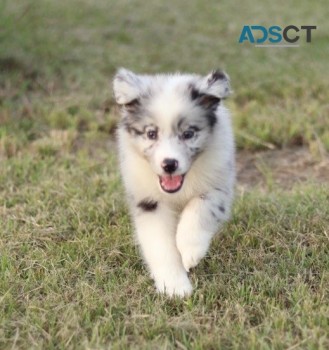Australian Shepherd puppies available