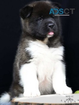 Breathtaking Akita Puppies For Sale