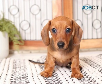 Lively Dachshund Puppies For Sale
