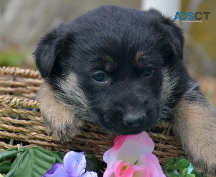 Considerate German Shepherd Puppies For 