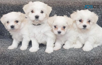 Maltese Puppies For Sale