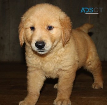 Humble Golden Retriever Puppies For Sa