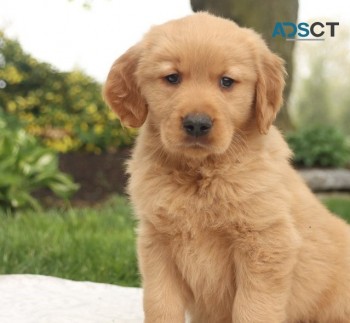Courageous Golden Retriever Puppies For 