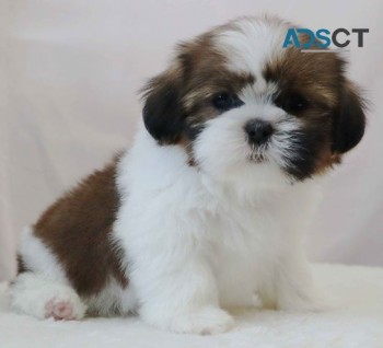 Enchanting Shih Tzu Puppies For Sale