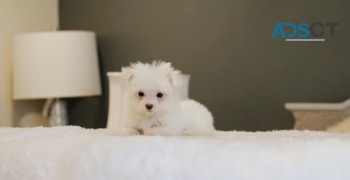 Maltipoo puppies for sale