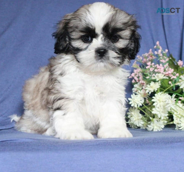 Shih tzu puppies for sale