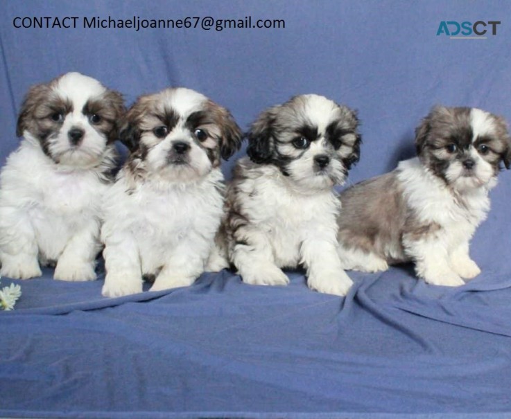 Shih tzu puppies for sale