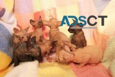 Sphynx Kittens for sale.