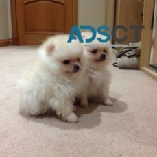 Pomeranian puppies for sale.