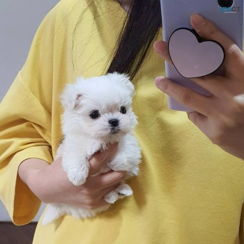 Tea Cup Maltese Puppies for Sale