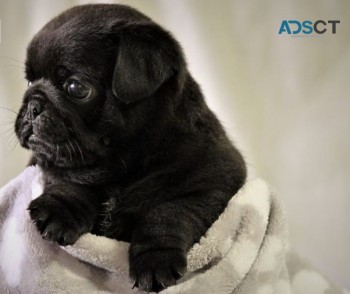 pug puppies for sale