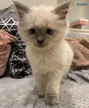 Gorgeous Ragdoll for sale 