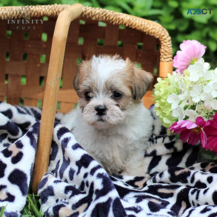 Shih tzu puppies for sale
