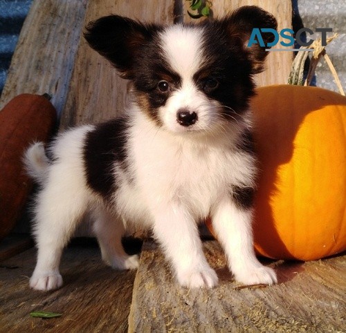 papillon puppies for sale