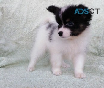papillon puppies for sale