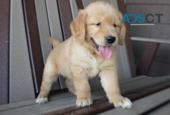 Golden Retriever Puppies For Sale