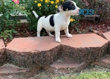Jack Russell Terrier puppies for sale