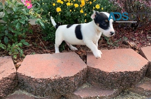 Jack Russell Terrier puppies for sale