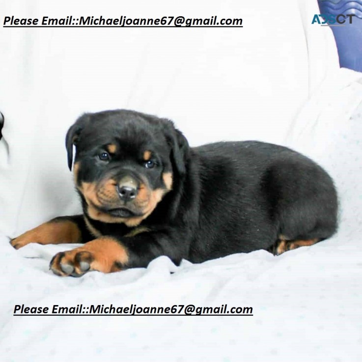 Rottweiler puppies for sale