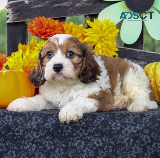 Cavachon Puppies for sale