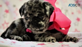 Pug puppies  for sale