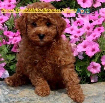 Maltipoo puppies for  sale