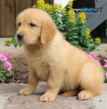 Baby Golden Retriever puppies for sale