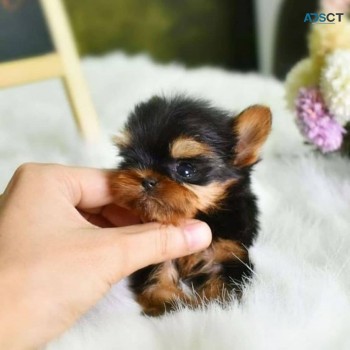 Teacup yorkie puppies for Sale 