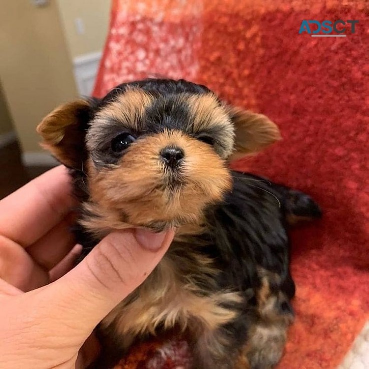 Teacup yorkie puppies for Sale 