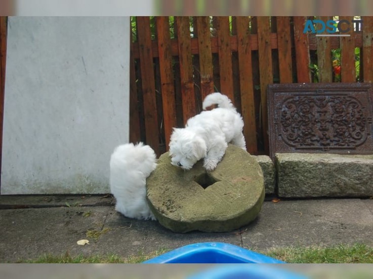 maltese puppies for sale