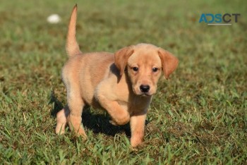 Labrador retriever puppies for sale