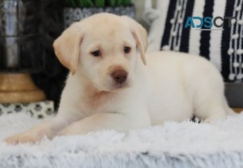 Labrador retriever puppies for sale