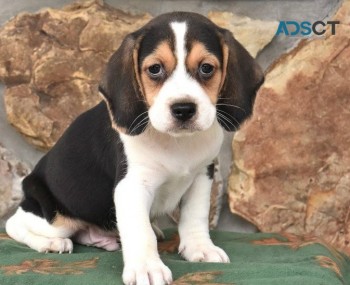 Beagle puppies for sale