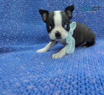  Boston terrier puppies for sale 